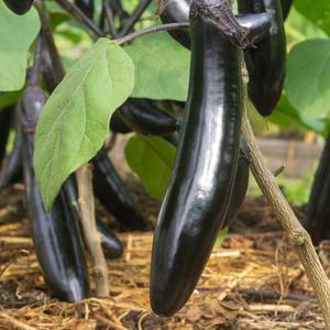 국내산 축양 가지 특상품 5kg 25-35개