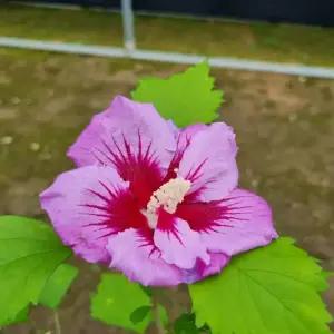 유럽 무궁화 나무 묘목 포트 겹꽃 홑꽃 색상 믹싱 상품 랜덤 발송 (목하원예조경)