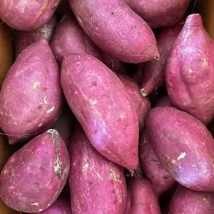 해남 세척 꿀고구마 대 5kg JT 햇고구마 숙성고구마