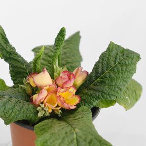 향프리뮬라 소형 야생화 인테리어 반려식물 꽃모종