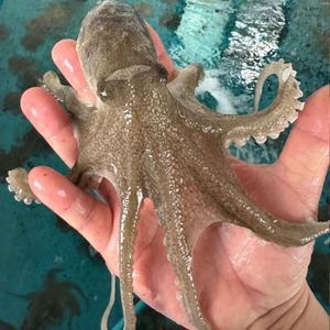 냉동 초특대 알주꾸미 2kg 알수율50~60% 대왕쭈꾸미 알배기 중국산 10-20미내외