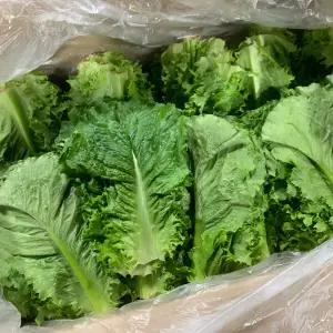 국내산 로메인 청상추 1kg