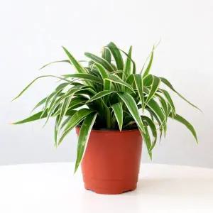 마이플랜트 나비란 소형 2개 관엽식물 키우기쉬운 실내공기정화 난초 화초 키우기