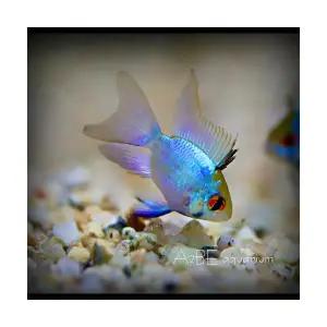 [에이투비]일렉트릭 블루 라미레지 롱핀 / 2~3cm 전후 / 1마리