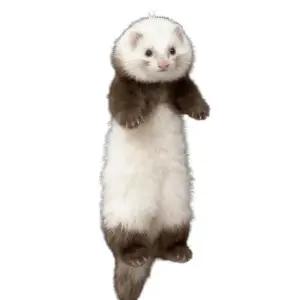 페럿 인형 가방 고리 장식 동물 선물 족제비 키링 봉제 대형