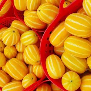 성주 참외 5kg~10kg 선택 고당도 실속형 가정용 성주꿀참외 소 중 대 중 선택