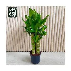 황금죽 케인 (H40) 부귀죽 재복죽 재물을 부르는 공기정화 습도조절 대성식물