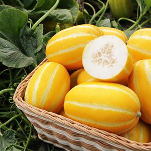 첫수확 달콤 꿀 성주 참외 2kg 가정용