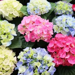 수국(미니중품) 랜덤 공기정화식물 실내 인테리어식물 수국꽃