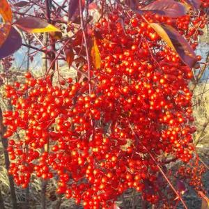 남천나무 묘목 80cm전후 5주 울타리용 정원나무 겨울조경 붉은열매 남천 노지월동 (목하원예조경)