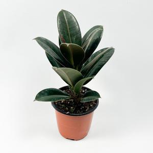 글라스가든 멜라닌 고무나무 소품 실내 공기정화 반려식물