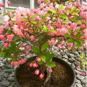 서부해당화나무 수사해당화나무 접목1년 묘목 특묘 봄꽃 정원조경수 겹꽃 개화주 노지월동 (목하원예조경)