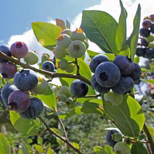 황금열매 프리미엄 건강과일 생블루베리 1kg (수입산)