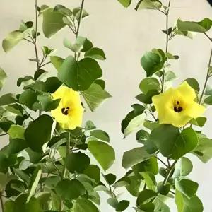 신품종 노랑색 겹무궁화 겹꽃 노란 희귀 무궁화 삽목 2년 묘목 정원조경수 여름꽃 개화주 (목하원예조경)