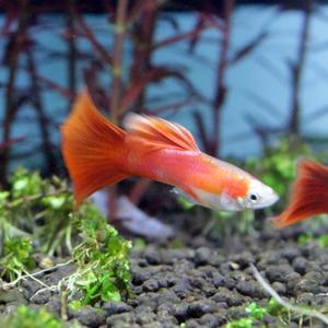 티아쿠아 열대어 저먼 풀레드 구피 준성어 한쌍 관상어