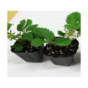 (성실)딸기 모종(컵포트) 10개 설향