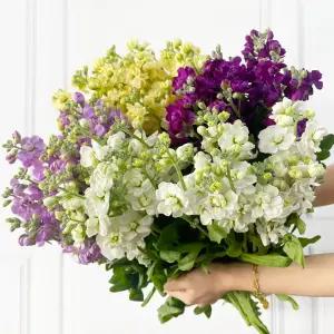 (플라워마켓) 스토크 한단 랜덤 색상 양재꽃시장 생화 도매 배달