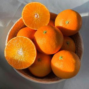 제주감귤 감귤 황금향 천혜향 제주 10kg 소과 개당 150g~200g