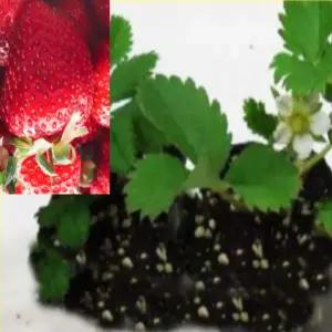 킹스베리딸기모종(컵포트) 5개 hn25