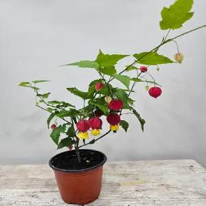 아무진 아부틸론(꽃대가 주렁주렁 달려있네요) 높이 20~35cm