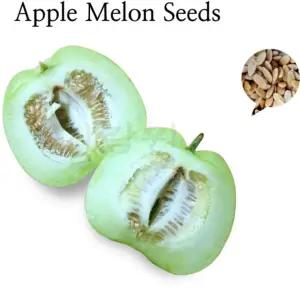 melon 10알) (apple 사과참외 seed 토종참외 씨앗