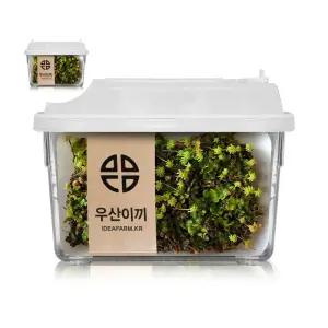 우산이끼 실험 관찰 키트 자연학습 테라리움