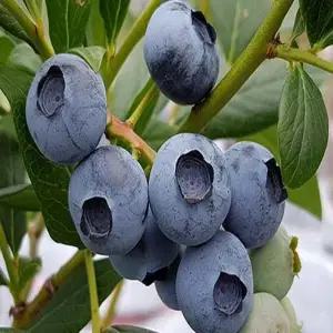 블루베리나무(챈들러)_삽목3년(포트묘)유실수/정원수/묘목/K0010