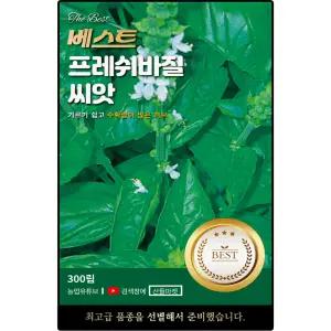 베스트 프레쉬 바질 씨앗 300립 기르기 쉽고 수확량 많은 허브 바실씨 종자