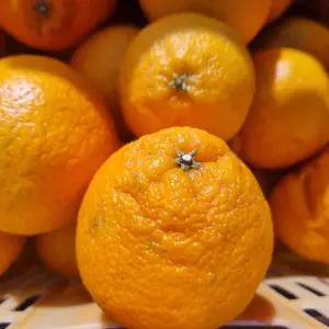 제철 고당도 제주 서귀포 한라봉 천혜향 레드향 10kg 가성비 가정용