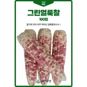 그린얼룩찰 옥수수 씨앗 100립 찰기가 좋은 얼룩 옥수수씨 종자