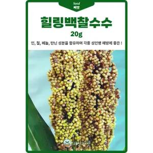힐링백찰 수수 씨앗 20g 단작 후작 재배 용이한 건강에 좋은 찰수수씨 종자