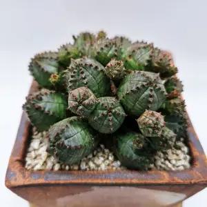 미니 오베사 다육이 사각 도자기 화분 세트