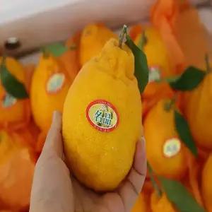 새콤달콤 제주한라봉 꼬마못난이4.5kg