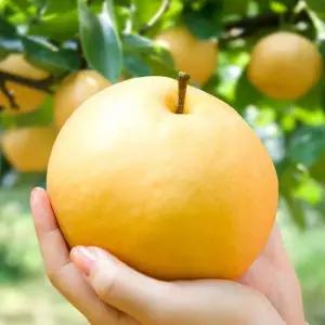 과즙콸콸 아삭아삭 맛있는 나주배 가정용 정품 5kg 배 선물세트