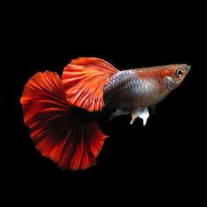 [파란수족관], 하프블랙 로즈 하프문 [수2+암3] 구피