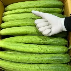 국내산 다다기오이 특 3kg/5kg/10kg