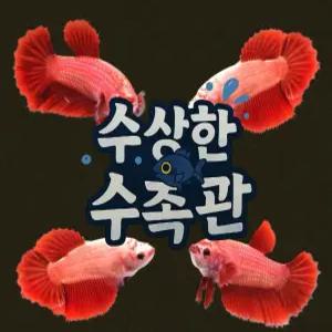 [수상한수족관] [하프문베타 ]솔리드색상 레드 하프문 암컷 베타 / 1마리 / 랜덤발송