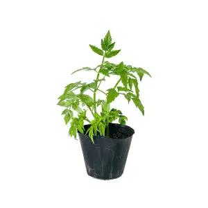 [장미농원] 미나리 모종