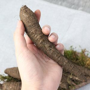 [친환경팔도]제주도 검은 흙 더덕 1kg