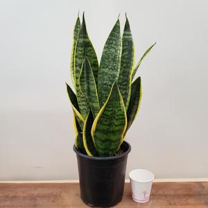 [소나무길] 공기정화식물 슈퍼바 산세베리아 110