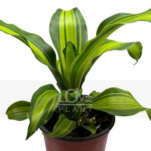 맛상게아나 맛상 행운목 키우기 수경재배 실내 공기정화 식물 인테리어 화분