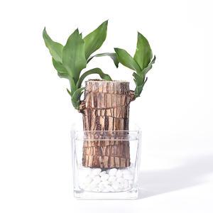 수경재배식물 행운목 키우기 화분 수중재배 물에서키우는 식물 키우기