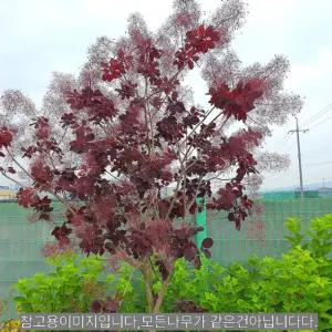 자엽안개나무 스모크트리 로얄퍼플 삽목 2년생 특묘 자엽 스모크트리 묘목 정원조경수 (목하원예조경)