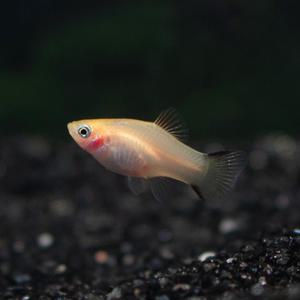 가위 플래티 [5마리] 난태생 열대어 물고기 관상어 마리아쿠아