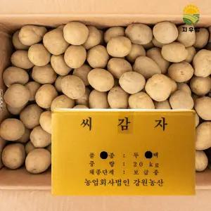 강원농산 정품 두백씨감자 20kg 주말농장 씨감자