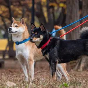 퍼피아 올치 카라 리드 강아지목줄 AC5632