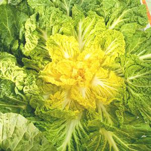 [새벽경매] 국내산 제철 봄동배추 2kg