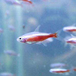 티아쿠아 열대어 알비노 카디날 테트라 5마리 관상어