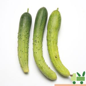 백다다기 오이 (백오이) 2Kg (보통)