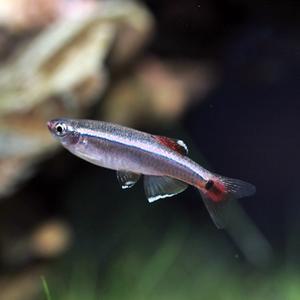 티아쿠아 열대어 백운산 5마리 관상어